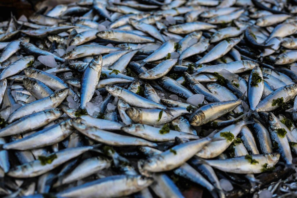 Vitamin dan mineral ikan